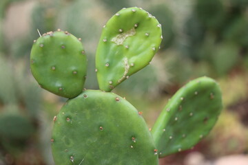 kaktus Opuntia compressa mrozoodporna bezcierniowa