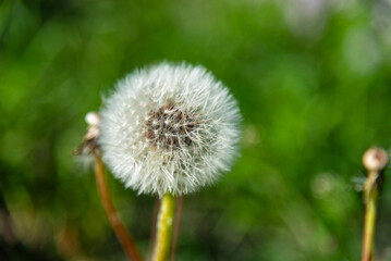 A close-up of a dandelion against a blurred backdrop of lush green grass, captured on a natural meadow. The delicate seeds seem ready to drift away, carried by the gentle breeze.