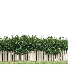 Fototapeta premium A vibrant green hedge combined with a classic white picket fence, ideal for garden and landscaping concepts. on transparent cutout, PNG file. Mockup template