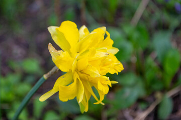 Beautiful colorful narcissus or Daffodil close up evening light. Narcissus is a genus of predominantly spring perennial plants of the amaryllis family, Amaryllidaceae. High quality photo.