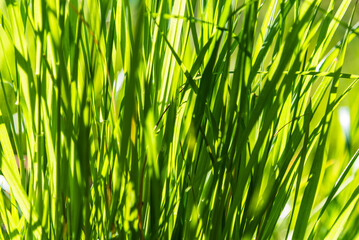 A vibrant green backdrop created by a close-up shot of grass on a meadow, the rich, lively hues of the blades forming a soft, natural texture that fills the entire frame.