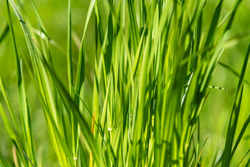 A vibrant green backdrop created by a close-up shot of grass on a meadow, the rich, lively hues of the blades forming a soft, natural texture that fills the entire frame.