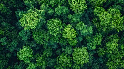 Naklejka premium Aerial view of nature green forest and tree. Forest ecosystem and health concept and background, generative ai