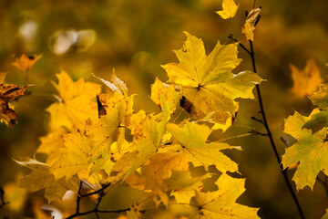 yellow maple leaves