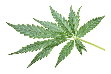 Marijuana leaf background isolated on transparent background.