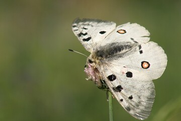 Beautiful butterflies in the flower garden