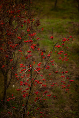 red autumn berries