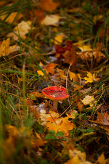 fly mushroom