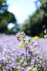 Blooming purple Murdannia Giganteum flower in meadow field in natural sunlight of garden. Wildflower and copy space
