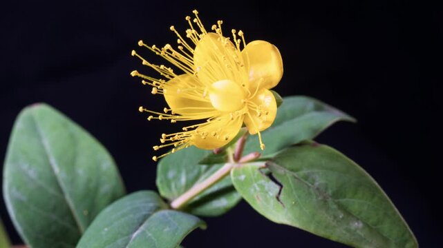 Hypericum flowering time-lapse photography