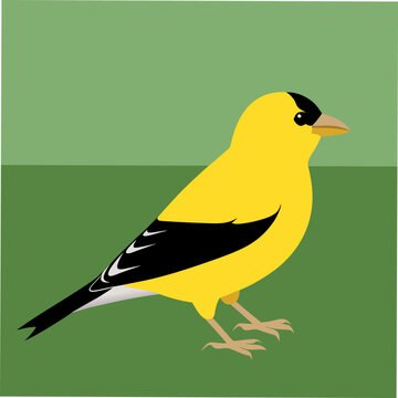 A vibrant vector illustration of an American Goldfinch bird, perfect for nature enthusiasts, bird watchers, and graphic designers seeking wildlife-themed digital art.