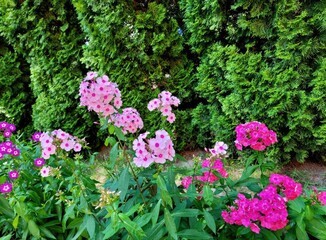 pink flowers in the garden