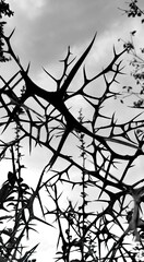 Obraz premium silhouette, branches, nature