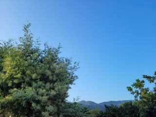 Obraz premium trees and sky