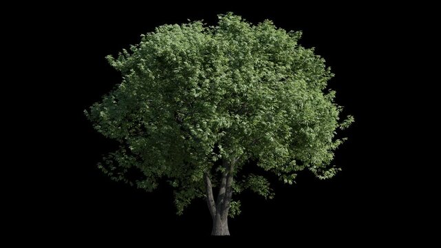 horse chestnut tree breeze isolated, seamless loop animation background