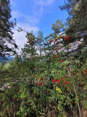 flowers in the forest