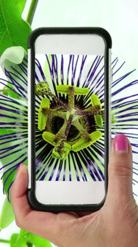 hand holding a phone filming a blooming flower. Vertical design in 9:16 ratio. Smartphone and social media