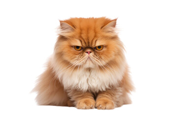 Persian cat on white background displaying a dignified, playful, or affectionate demeanor