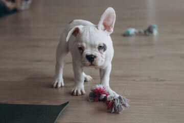White puppy with one floppy ear and a colorful toy on a yoga mat during a puppy yoga session