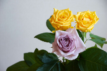 紫と黄色のばら