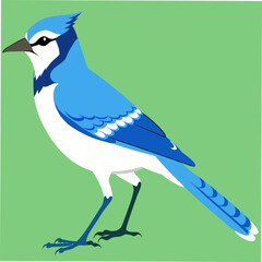 A stunning vector artwork of a Blue Jay bird, ideal for bird enthusiasts, nature lovers, and graphic designers looking for vibrant and detailed wildlife-inspired digital art.