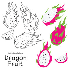 Dragon fruit or Pitaya doodle hand drawn outline and colors for kid, Package, labels Design element. Vector illustration