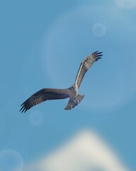A sea eagle was flying gracefully in the blue sky. Its feathers are dark brown and white, with wide spread wings.  This bird is seen looking for prey.
 
