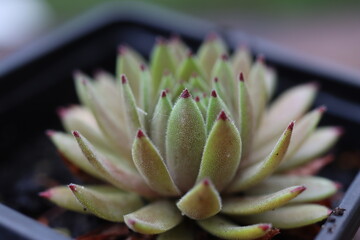 Sempervivum Devil's Touch Rojnik