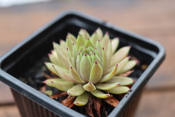 Sempervivum Devil's Touch Rojnik © Perovskia