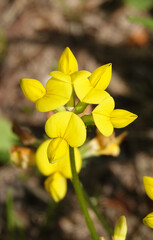 Flowers of the Ladvenets tenuis during flowering