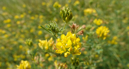 Lucerne flowers during flowering