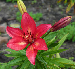 Lily Fangio – flower of the plant