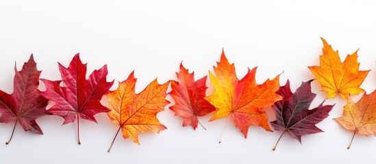 Vibrant Autumn Leaves in a Row on White Background Showcasing Fall Colors of Red, Orange, and Yellow