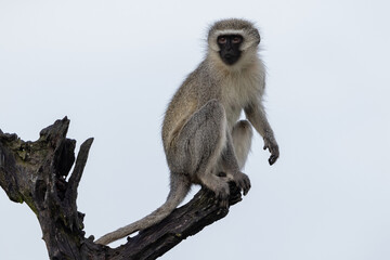 One vervet monkey sitting on a branch with a clear sky background