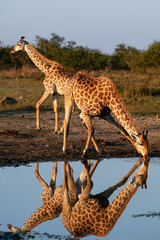One giraffe drinking water with another passing by at the back. There is a perfect reflection in the water.