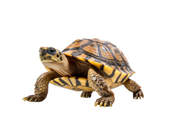 Obraz premium Hermann's Turtle Walking on a white background Show cute expressions slowly