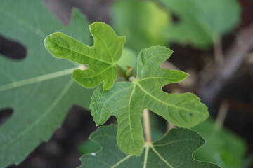 Figowiec pospolity Ficus carica figa karyjska