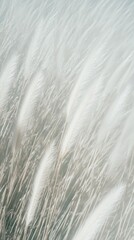 Feathery grass in the wind