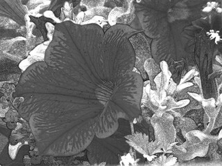 Flowers close view pencil drawn sketch artistic background