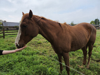 Horse at a farm close view background, cute horse head, feeding the horse