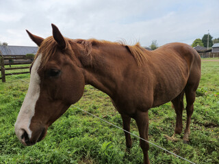 Horse at a farm close view background, cute horse head, feeding the horse