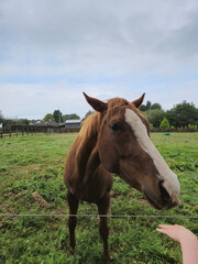 Horse at a farm close view background, cute horse head, feeding the horse