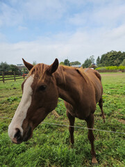 Fototapeta premium Horse at a farm close view background, cute horse head, feeding the horse