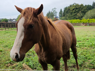 Fototapeta premium Horse at a farm close view background, cute horse head, feeding the horse