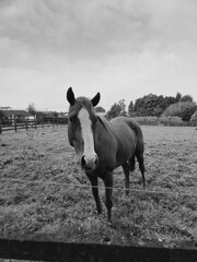 Horse at a farm close view background, cute horse head, feeding the horse black and white monochrome photo