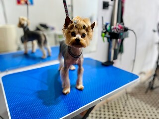 A small gray Yorkshire Terrier dog with a black bow on its head sits close to the blue grooming...