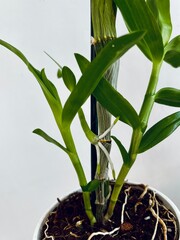 close up dendrobium noble green sprout on the stem of a flowerpot. orchid