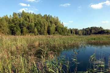 Beautiful countryside autumn landscape with backwater on still lake and a birch forest after it under blue sky with soft clouds