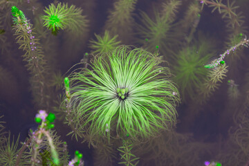 close-up of the beauty of natural underwater plants, some green aquatic flowers blooming in the clear water, amidst various aquatic plants. Aquatic plants in Myanmar.