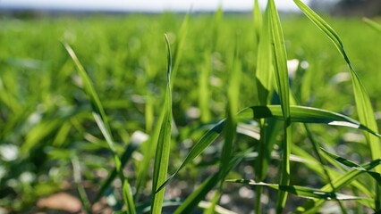 Wind Blowing On The Green Wheat